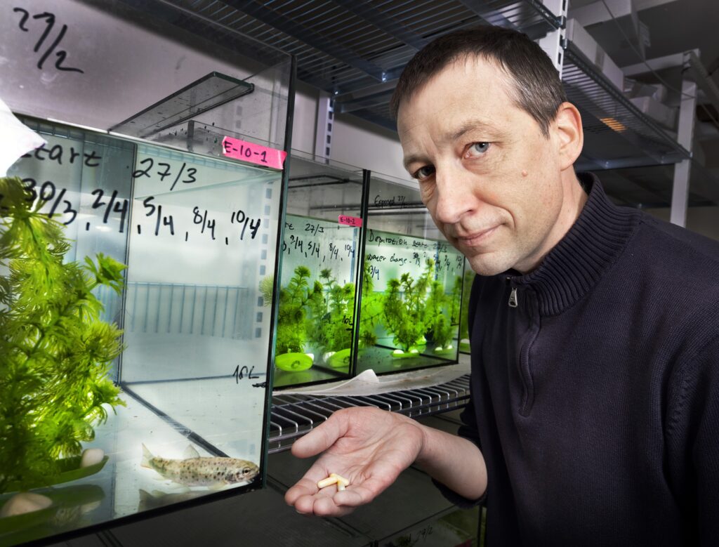 Estudo Revela que Cocaína Acelera Salmonídeos em Ambientes Naturais