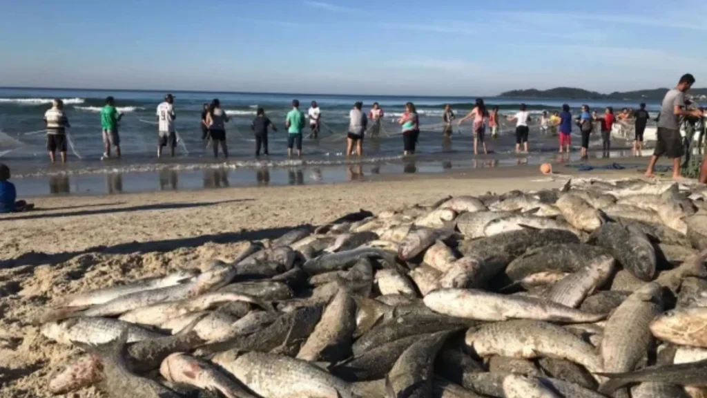 Início da Safra da Tainha 2026: Celebrações em Florianópolis