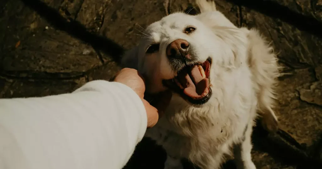 A Magia da 'Voz de Bebê' com Pets: Como Essa Comunicação Afeta o Bem-Estar Animal
