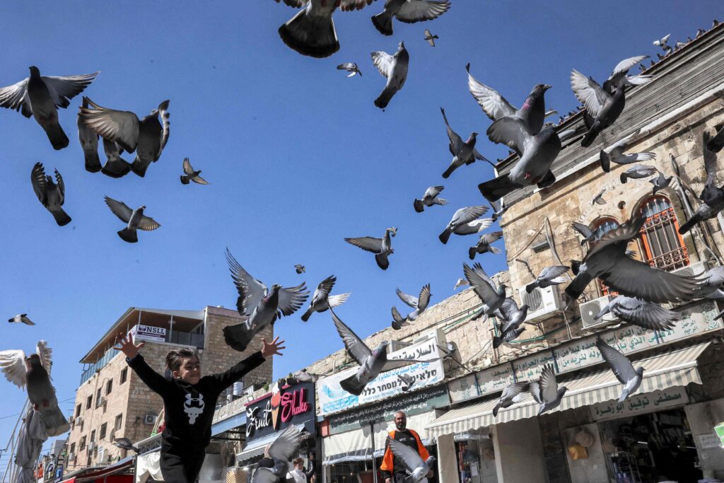 Aves Urbanas Têm Maior Medo de Mulheres do que de Homens, Revela Estudo Inovador