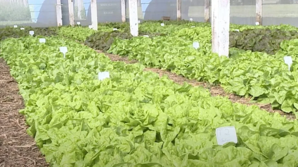 Santa Catarina regulamenta política estadual e amplia incentivo à produção orgânica em 2026