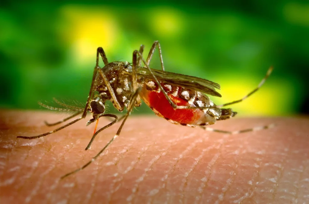 Por que os Mosquitos Preferem Algumas Pessoas? Estudo Revela Motivos Surpreendentes