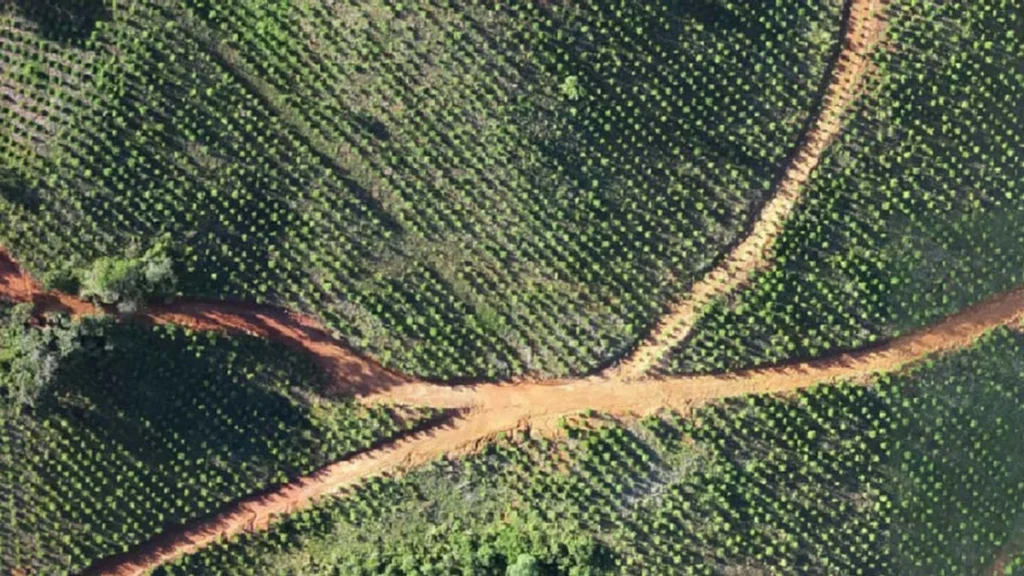 Irani revoluciona gestão florestal no Meio-Oeste de Santa Catarina com tecnologia avançada